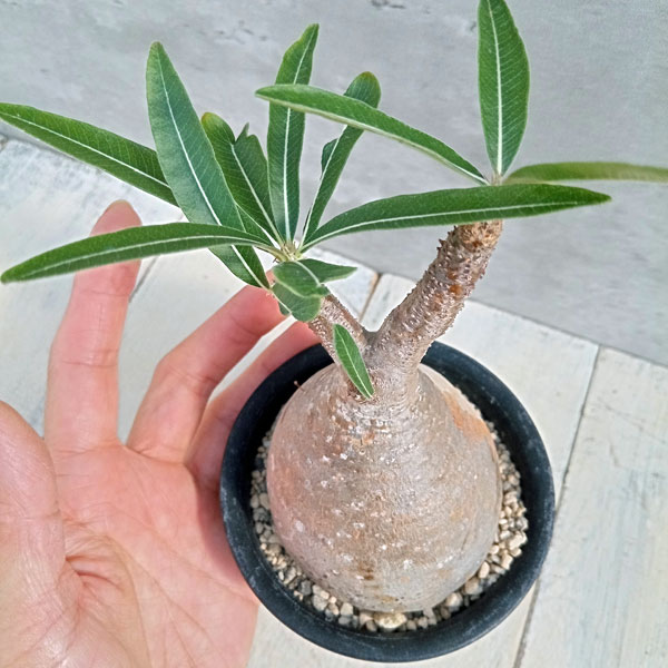 園芸ネット本店｜パキポディウム：グラキリス 2.5号 No.1 の通販【公式】