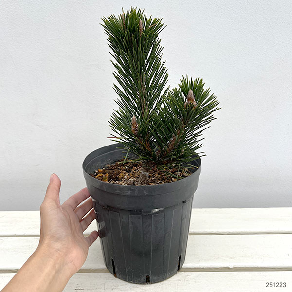 園芸ネット本店｜マツ（松）：黒松 寿（クロマツ コトブキ）6号硬質