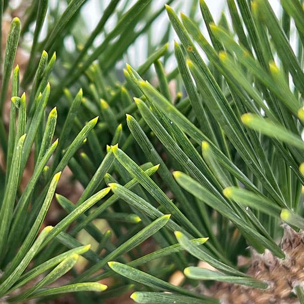 園芸ネット本店｜マツ（松）：黒松 寿（クロマツ コトブキ）6号硬質