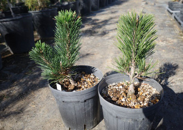 園芸ネット本店｜マツ（松）：黒松 寿（クロマツ コトブキ）6号硬質