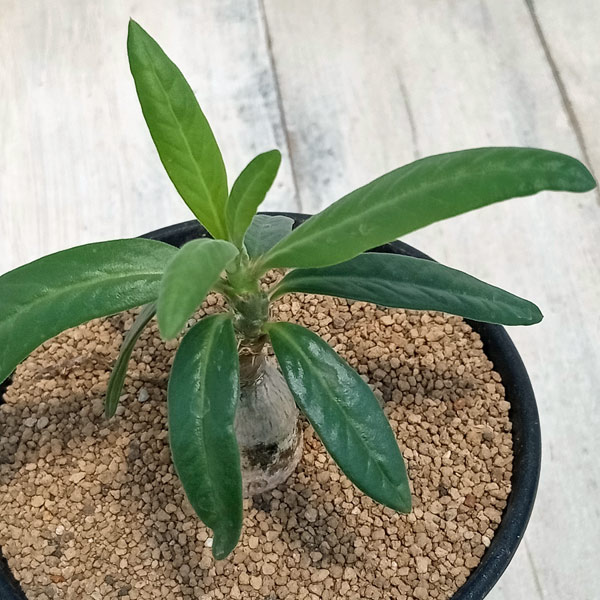 園芸ネット本店｜パキポディウム：ビスピノーサム 3号鉢 の通販【公式】