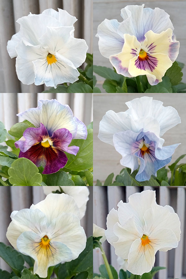 園芸ネット本店｜パンジー（フリル咲き）：シエルブリエ（ブルー