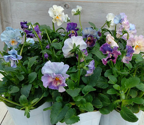 園芸ネット本店｜パンジー（フリル咲き）：シエルブリエ（ブルー