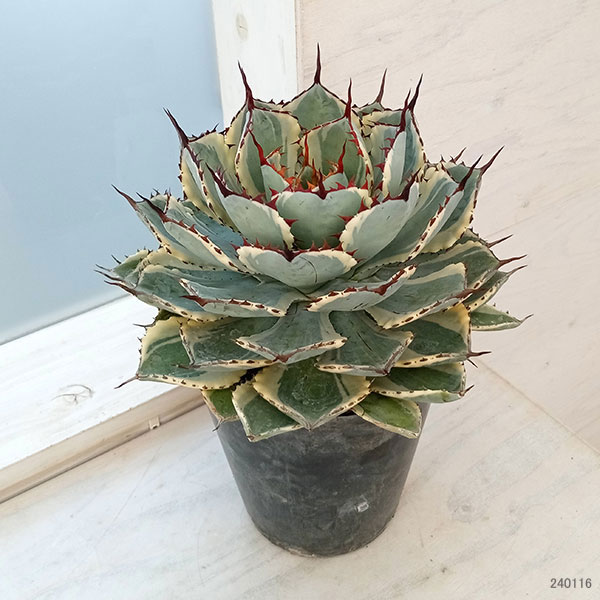 園芸ネット本店｜アガベ：吉祥冠錦（きっしょうかんにしき）5.5号