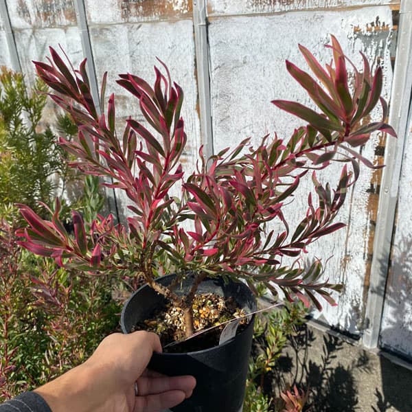 園芸ネット本店｜[ザ・ファームセレクト]リューカデンドロン：ジョリー