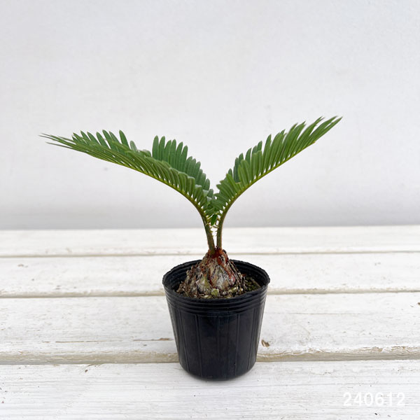 金環ソテツ 2.5号ポットつき 2株セット❗ い 金環ソテツ 2.5号ポット