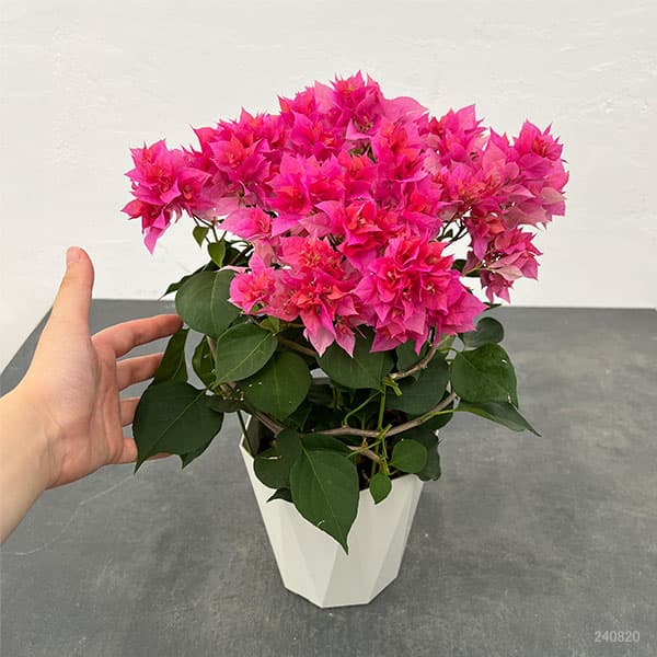 園芸ネット本店｜ブーゲンビリア八重咲き赤系5号鉢植え の通販【公式】