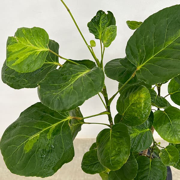 園芸ネット本店｜ポリシャス：フリスビー スマイル 8号鉢植え の通販