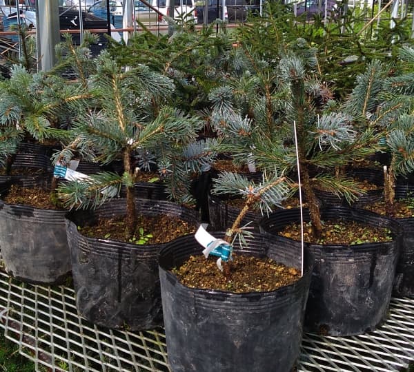 園芸ネット本店｜ピセアプンゲンス（プンゲンストウヒ）：ペンデュラ7