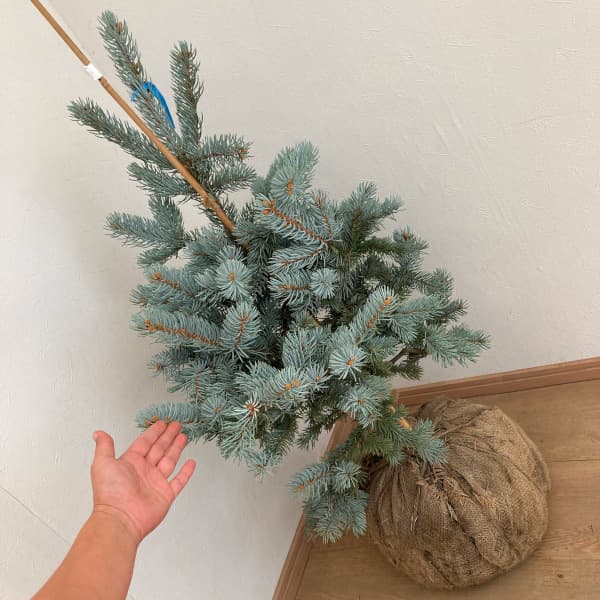 園芸ネット本店｜ピセアプンゲンス（プンゲンストウヒ）：ホプシー