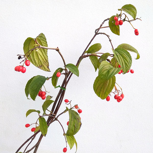 園芸ネット本店｜フウリンガマズミ 4-5号ポット の通販【公式】