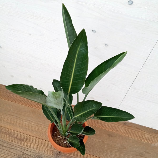 園芸ネット本店｜ストレリチア：レギネ（極楽鳥花） 8号鉢植え の通販