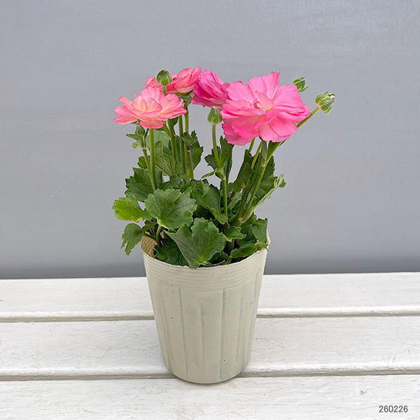 園芸ネット本店｜ラナンキュラス：セイレン3.5-4号ポット の通販【公式】