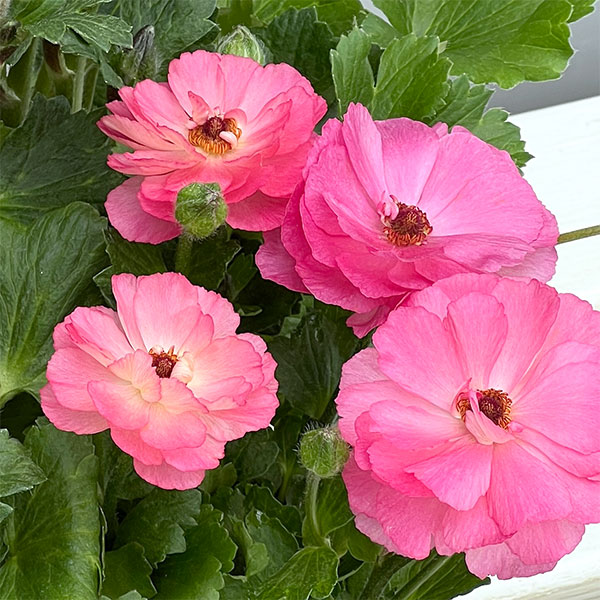 園芸ネット本店｜ラナンキュラス：セイレン3.5-4号ポット の通販【公式】