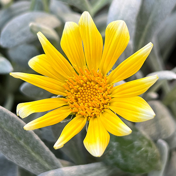 園芸ネット本店｜ガザニア：シルバーフォックス3-3.5号ポット 6株