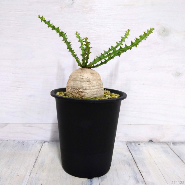 園芸ネット本店｜ユーフォルビア：デシドゥア 6号（蓬莱島） の通販