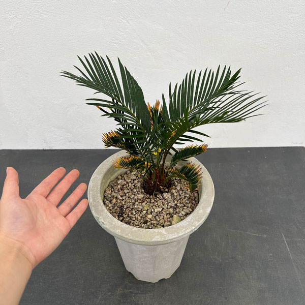 園芸ネット本店｜金環ソテツ 7号鉢植え の通販【公式】