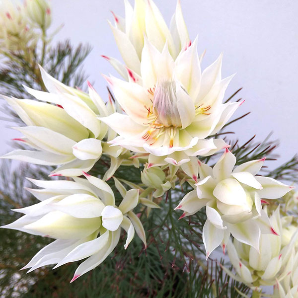 園芸ネット本店｜セルリア（ジョーイセルリア）：ブラッシングブライド