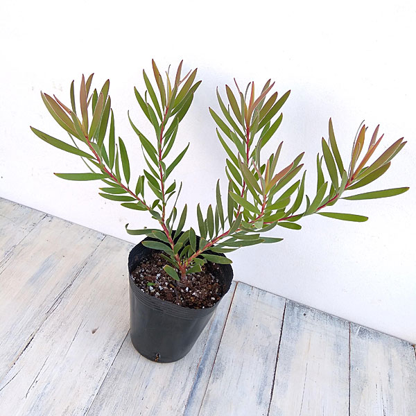 園芸ネット本店｜×リューカデンドロン：インカゴールド4号ポット の