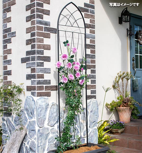 園芸ネット本店｜アンベールトレリス（高さ228cm×幅50cm） の通販【公式】