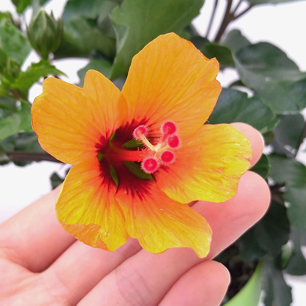 園芸ネット本店｜ハイビスカス・ニューロングライフ プチオレンジ5号