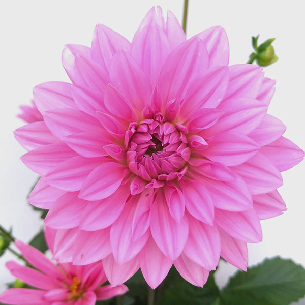 園芸ネット本店｜ダリア：ダリーニャマキシ メンドーサ(ピンク）4号鉢