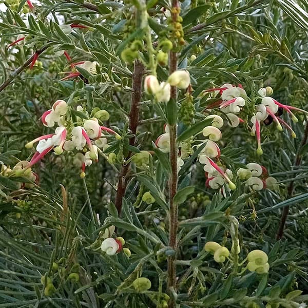 園芸ネット本店｜グレビレア：ジュビリー7号ポット の通販【公式】