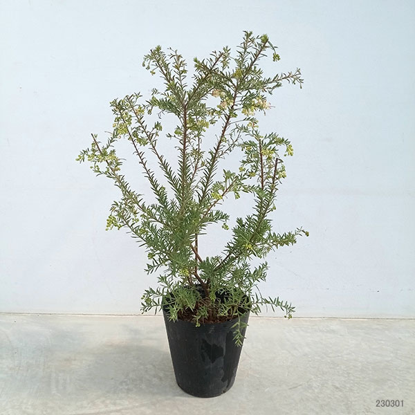 園芸ネット本店｜グレビレア：ジュビリー7号ポット の通販【公式】