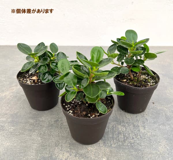 園芸ネット本店｜パンダガジュマル 3号硬質ポット の通販【公式】