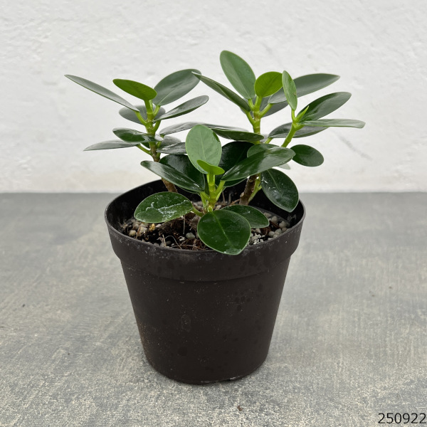 園芸ネット本店｜パンダガジュマル 3号硬質ポット の通販【公式】