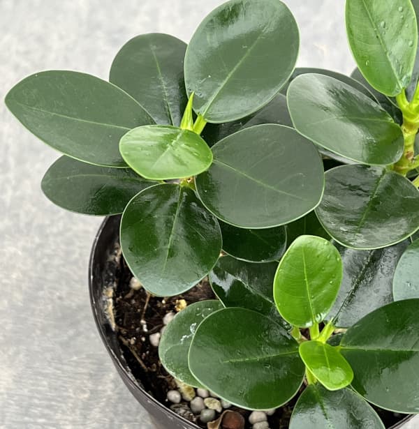 園芸ネット本店｜パンダガジュマル 3号硬質ポット の通販【公式】