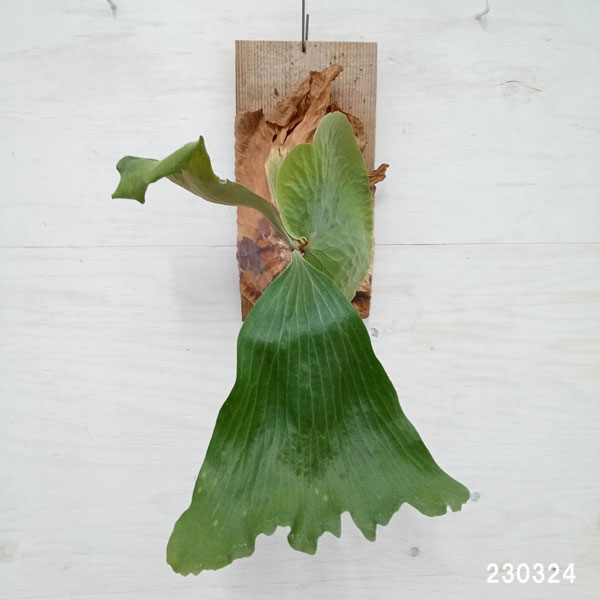 園芸ネット本店｜ビカクシダ（コウモリラン）：エラワン／板付け仕立て