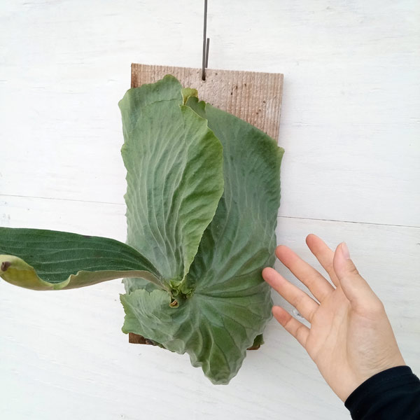 園芸ネット本店｜ビカクシダ（コウモリラン）：エラワン／板付け仕立て