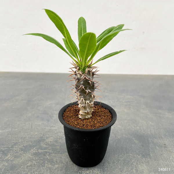 園芸ネット本店｜パキポディウム：ラメレイ ラモーサム（実生株） 3号