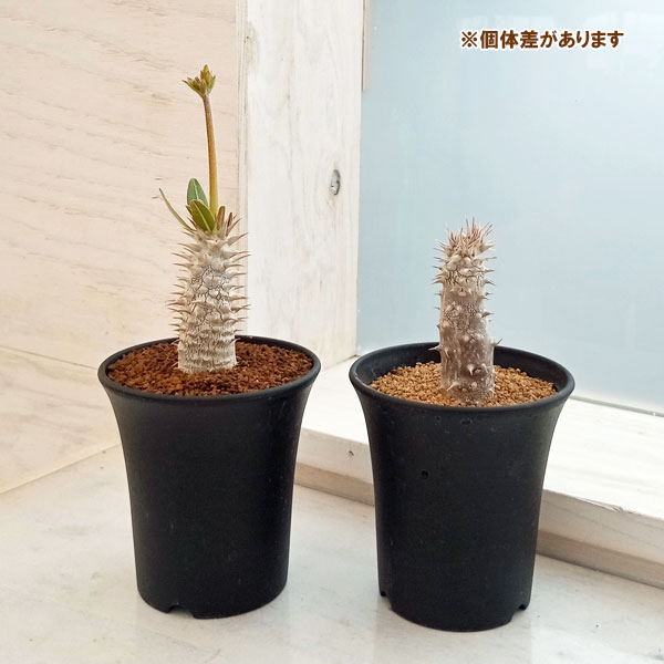 園芸ネット本店｜パキポディウム：伊藤ハイブリッド（実生株） 3号