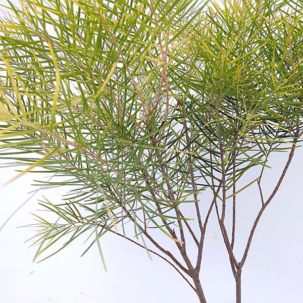 園芸ネット本店｜アカシア：フロリバンダフェニックスゴールド4号