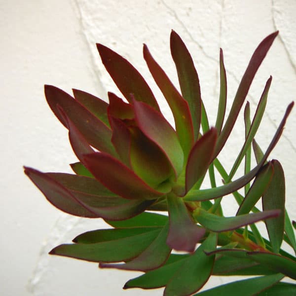 園芸ネット本店｜リューカデンドロン：デビルズブラッシュ 5号鉢植え