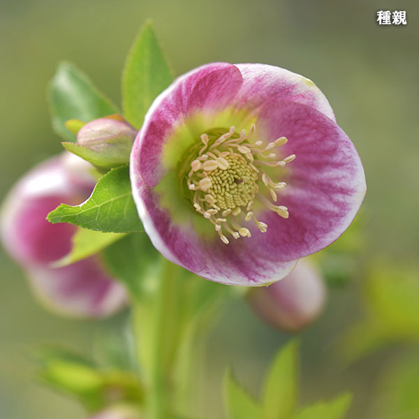 クリスマスローズ ss パステリッシュ ストレイン 4号 苗 鉢 バラ 園芸