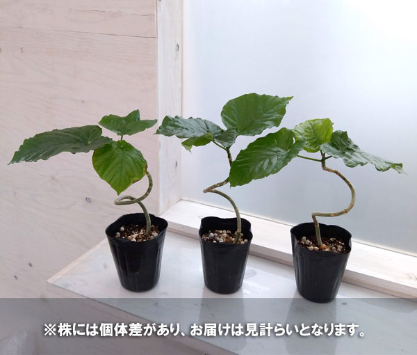 園芸ネット本店｜フィカス：ウンベラータ（曲がり仕立て）4号ポット の