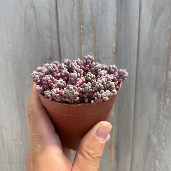 園芸ネット本店｜セダム パープルヘイズ 2.5号ポット の通販【公式】