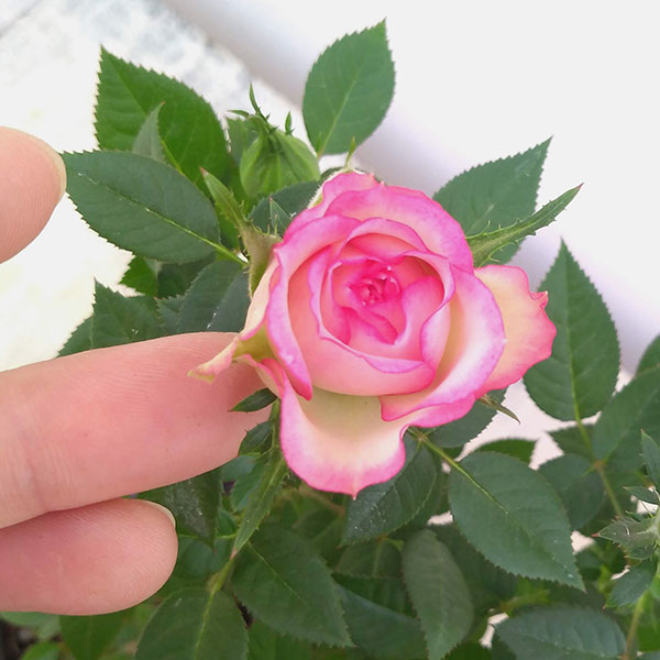 園芸ネット本店｜ミニバラ：カルーセル・コルダーナ3-3.5号ポット の