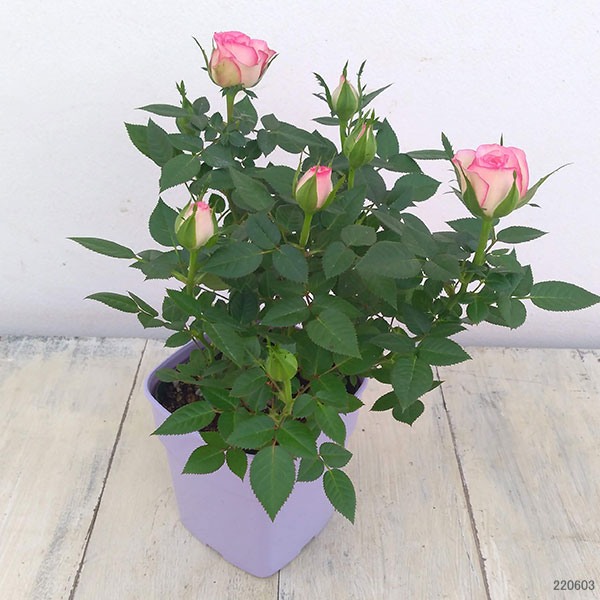 園芸ネット本店｜ミニバラ：カルーセル・コルダーナ3-3.5号ポット の