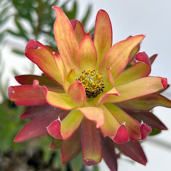 園芸ネット本店｜[ザ・ファームセレクト]リューカデンドロン：エイミー