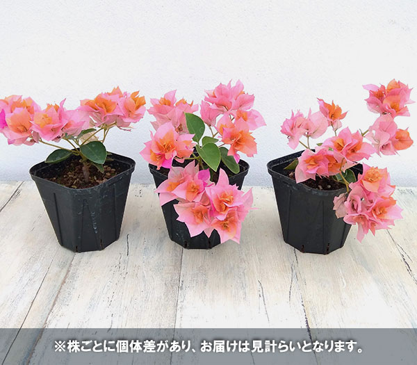 園芸ネット本店｜ブーゲンビリア八重咲き：オレンジ系3号ポット の通販