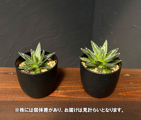 園芸ネット本店｜アガベ：笹の雪 3.5号鉢植え の通販【公式】
