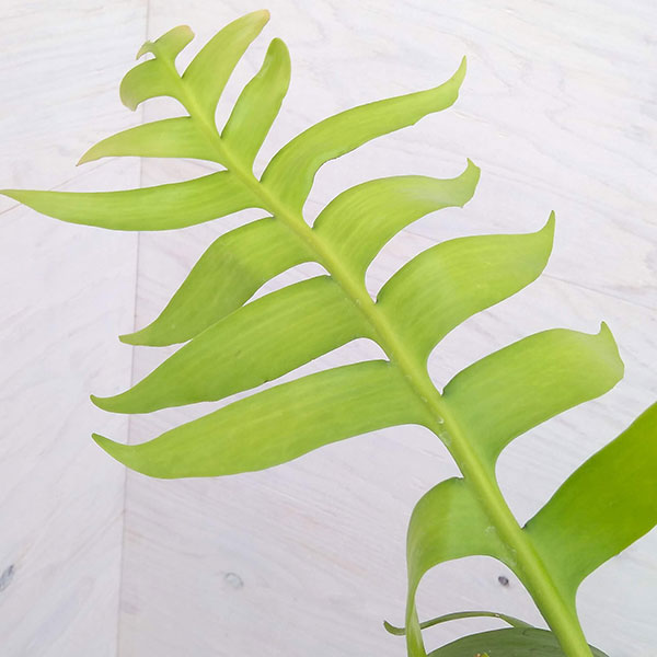 園芸ネット本店｜エピフィラム：クリソカルディウム 7号吊り鉢 の通販