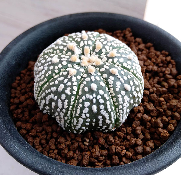 園芸ネット本店｜アストロフィツム：スーパー兜丸（実生）22-02／2.5号