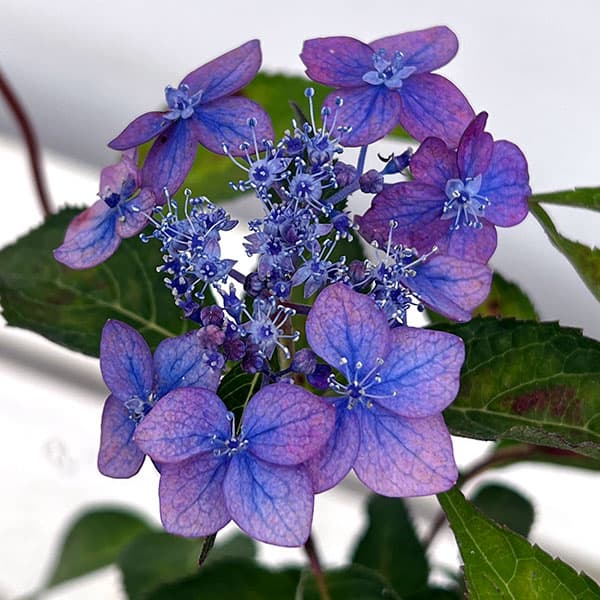 園芸ネット本店｜ヤマアジサイ：シチヘンゲ（七変化）4号ポット の通販