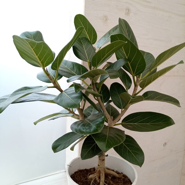 園芸ネット本店｜フィカス ベンガレンシス・オードリー 8号 の通販