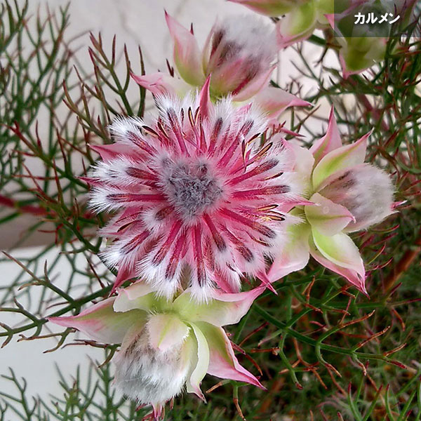 園芸ネット本店｜セルリア2種セット（プリティピンク＆カルメン）5号